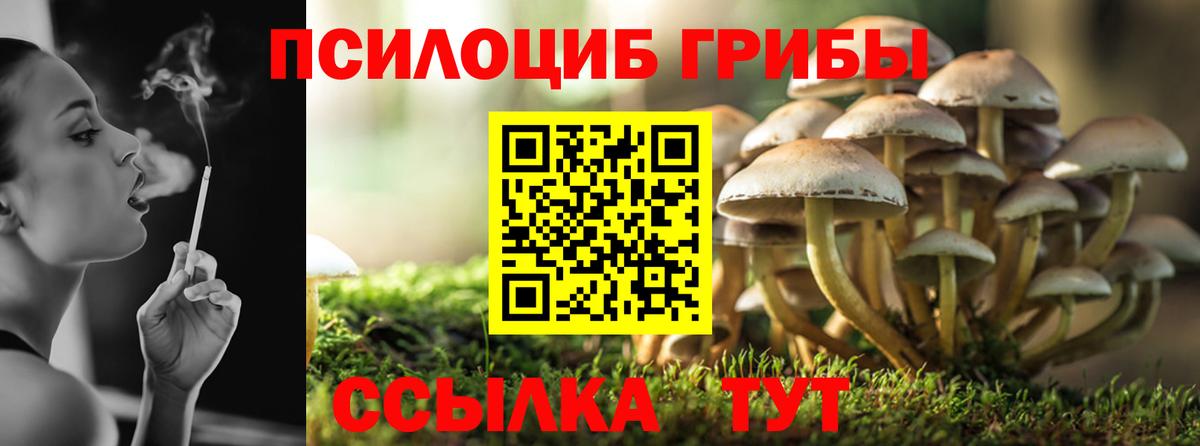 Усть-Кут  Псилоцибиновые грибы Psilocybine cubensis  Вход с VPN  Галлюциногенные грибы Psilocybine cubensis 